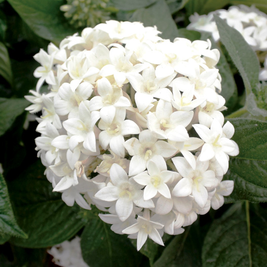 ペンタス F1　グラフィティ シリーズ 