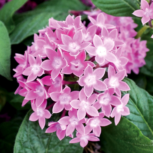 ペンタス F1　グラフィティ シリーズ 