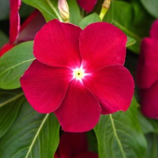 ビンカ F1　タイタン シリーズ 