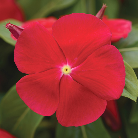 ビンカ F1　タイタン シリーズ 