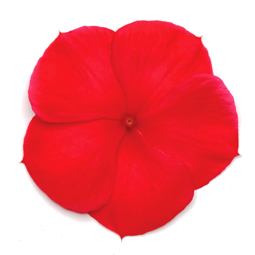 ビンカ F1　タイタン シリーズ 