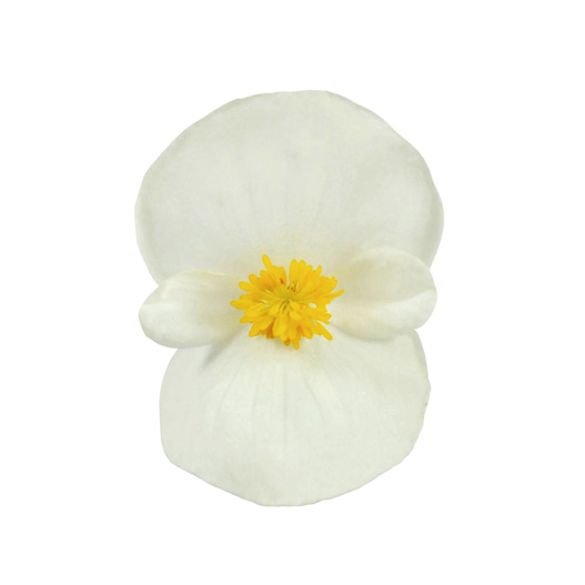 ベゴニア センパフローレンス F1　スーパークール シリーズ 