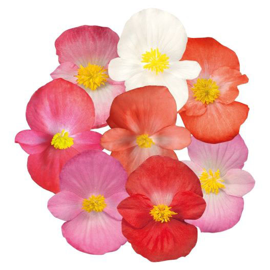 ベゴニア センパフローレンス F1　スプリントプラス シリーズ 