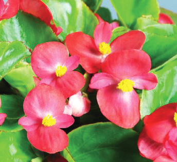 ベゴニア センパフローレンス F1　スプリントプラス シリーズ 