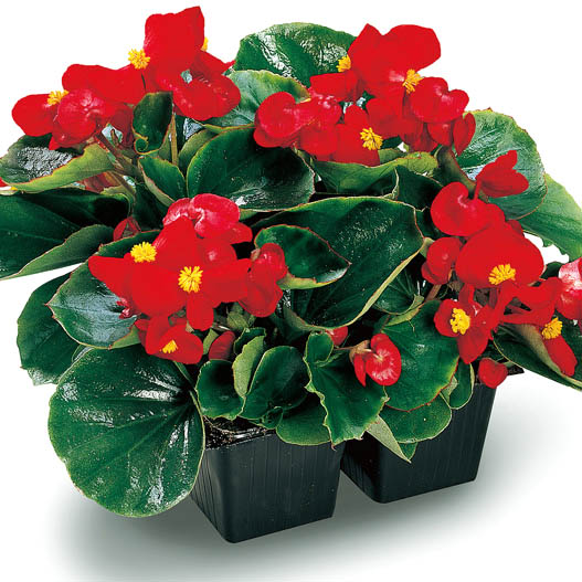 ベゴニア センパフローレンス F1　アンバサダー シリーズ 