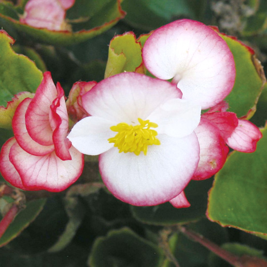 ベゴニア センパフローレンス F1　アンバサダー シリーズ 