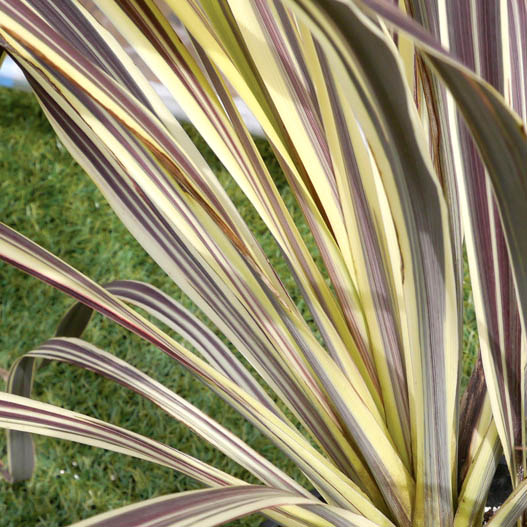 コルジリネ バンクシー　エレクトリック シリーズ 