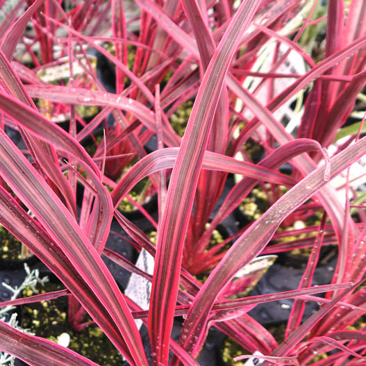 コルジリネ バンクシー　エレクトリック シリーズ 