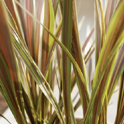 コルジリネ バンクシー　エレクトリック シリーズ 