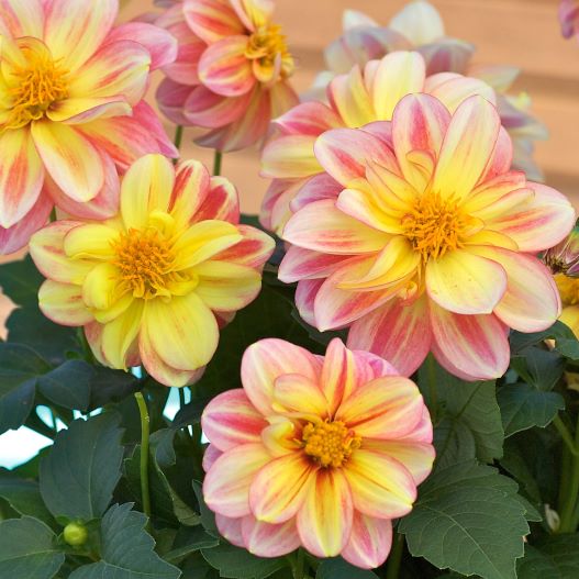 ダリア　ダラヤ ミーナ シリーズ 旧名：レディダリア