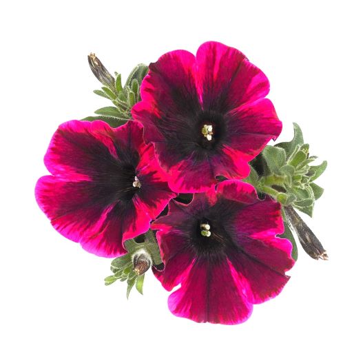 ペチュニア　スイーチュニア 