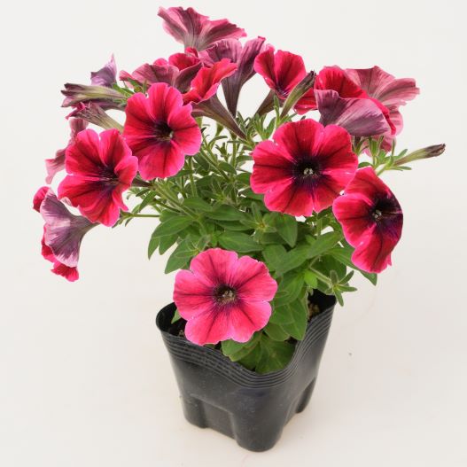 ペチュニア　スイーチュニア 