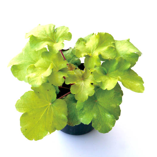 ヒューケラ　プレミアムコレクション 