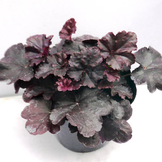 ヒューケラ　プレミアムコレクション 