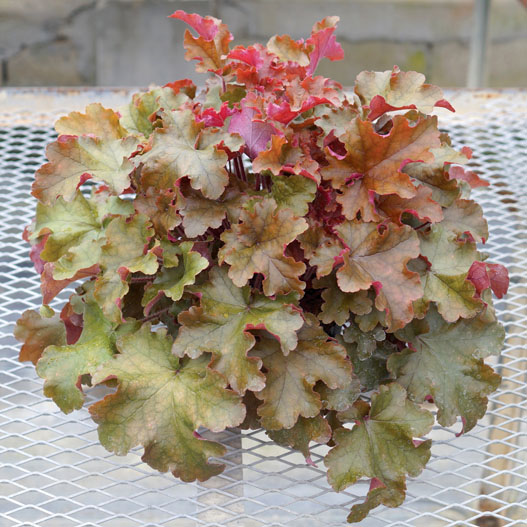 ヒューケラ　ドルチェ シリーズ 