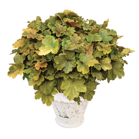 ヒューケラ　ドルチェ シリーズ 