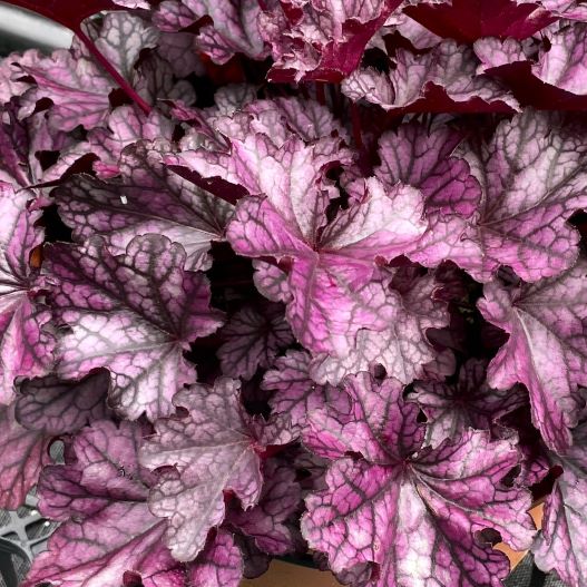 ヒューケラ　ドルチェ シリーズ 