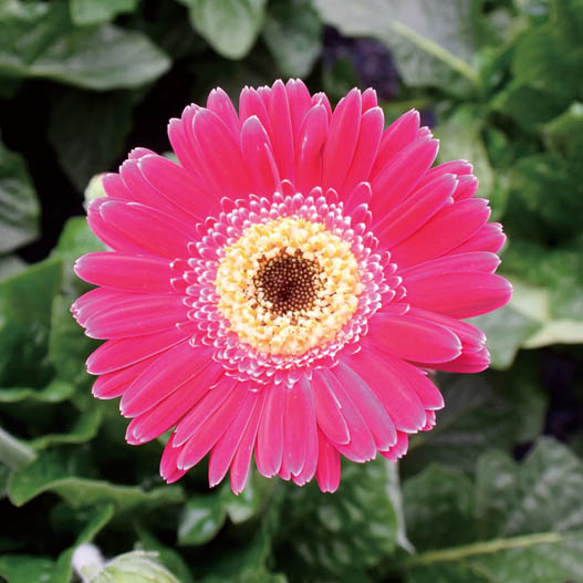 宿根ガーベラ　ガルビネア シリーズ 