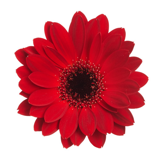 宿根ガーベラ　ガルビネア シリーズ 