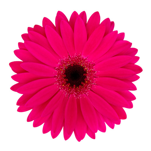 宿根ガーベラ　ガルビネア シリーズ 