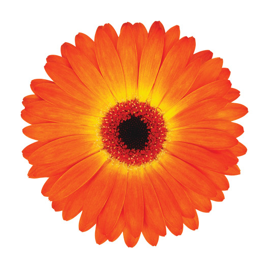 宿根ガーベラ　ガルビネア シリーズ 