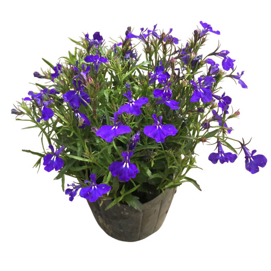 ロベリア エリヌス　リビエラ シリーズ 