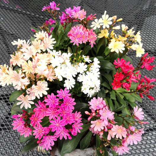 レウイシア エリーゼ シリーズ