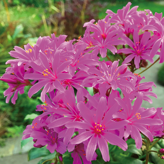 レウイシア エリーゼ シリーズ