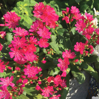 レウイシア エリーゼ シリーズ