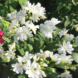 レウイシア エリーゼ シリーズ