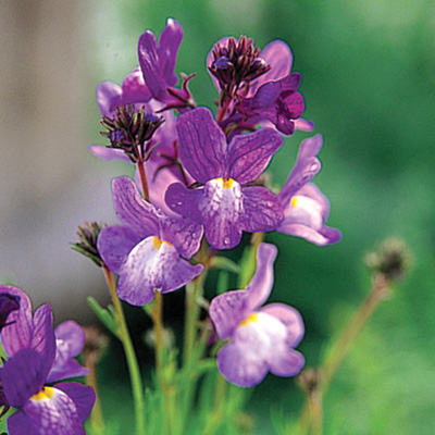 リナリア グッピー シリーズ