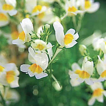 リナリア グッピー シリーズ