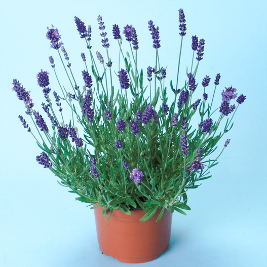 ラベンダー　エレガンス シリーズ 