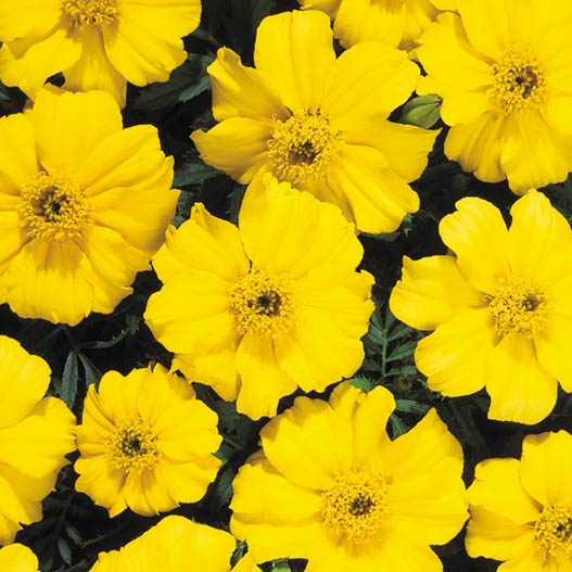 マリーゴールド フレンチ　ディスコ シリーズ 