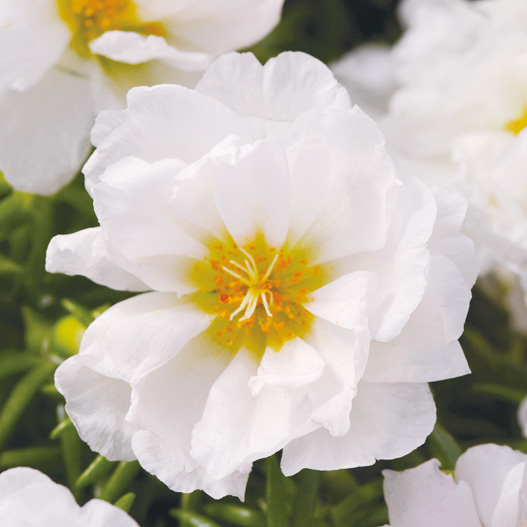 ポーチュラカ(松葉ぼたん) F1　ハッピーアワー シリーズ 