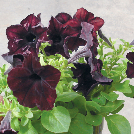 ペチュニア　ソフィスティカ コレクション 