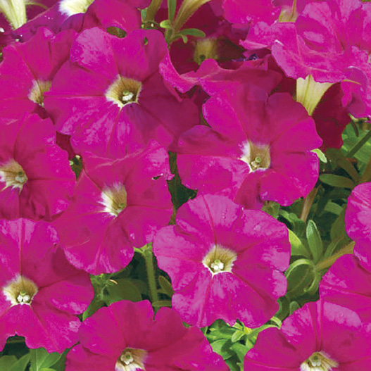 ペチュニア F1　ピコベラ シリーズ 