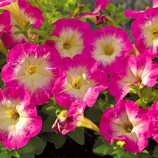 ペチュニア F1　ピコベラ シリーズ 