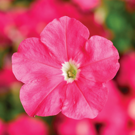 ペチュニア F1　ピコベラ シリーズ 