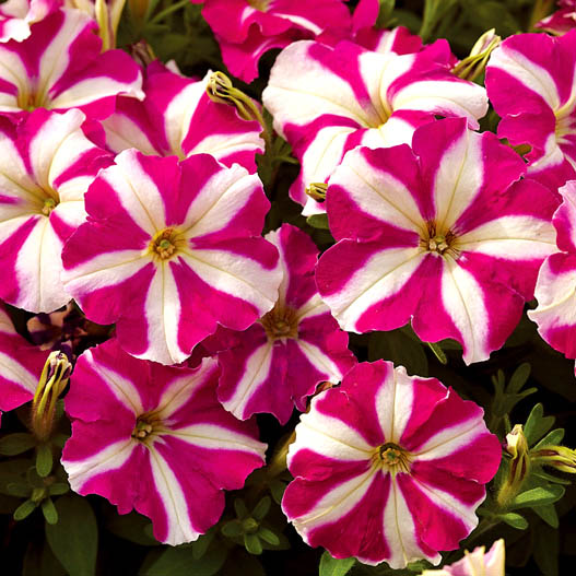 ペチュニア F1　ピコベラ シリーズ 