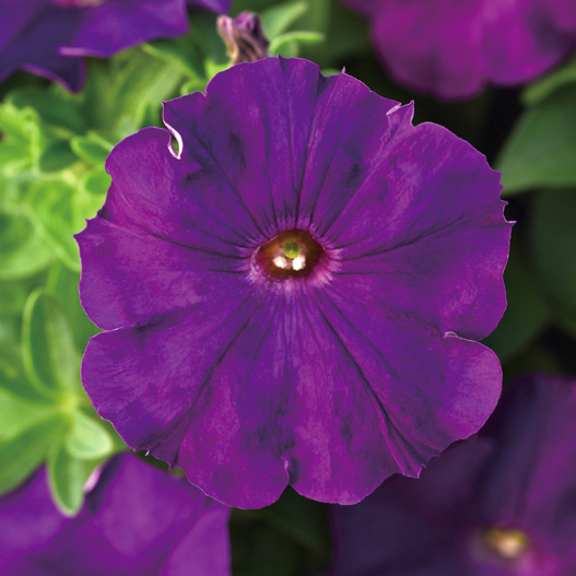 ペチュニア F1　ミラージュ シリーズ 