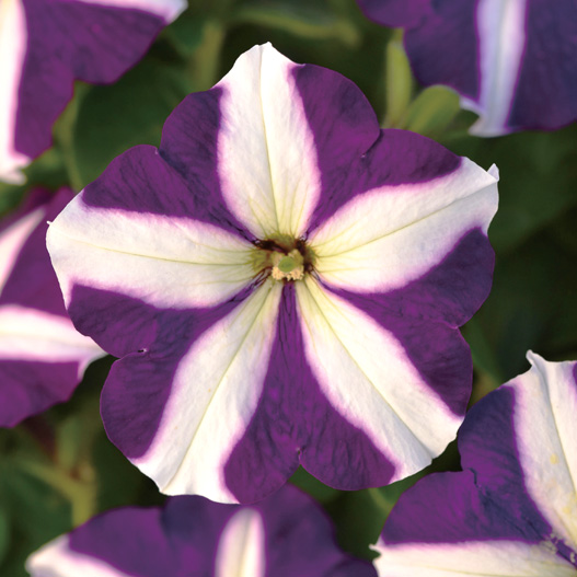 ペチュニア F1　ミラージュ シリーズ 