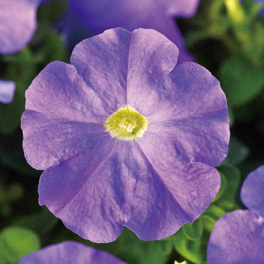 ペチュニア F1　ミラージュ シリーズ 