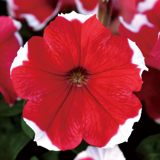 ペチュニア F1　ミラージュ シリーズ 