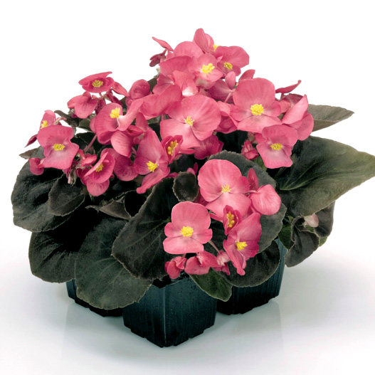 ベゴニア センパフローレンス F1　ナイトライフ シリーズ 