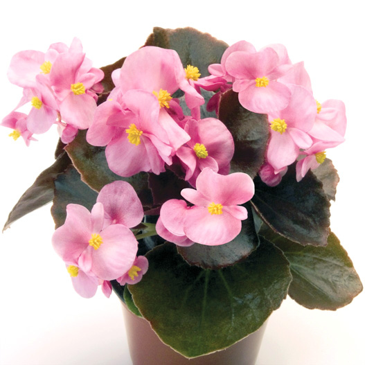 ベゴニア センパフローレンス F1　ナイトライフ シリーズ 