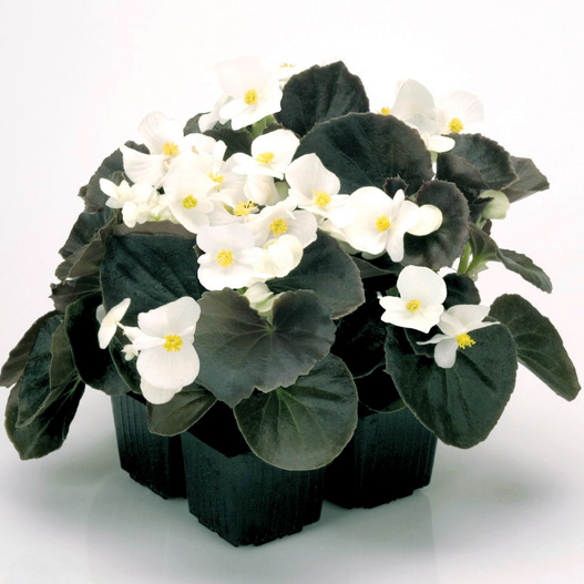 ベゴニア センパフローレンス F1　ナイトライフ シリーズ 