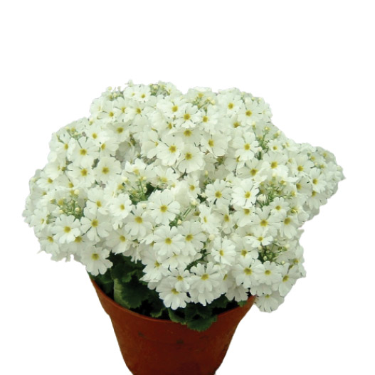 プリムラ マラコイデス ビューティ シリーズ