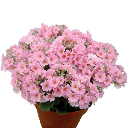 プリムラ マラコイデス ビューティ シリーズ