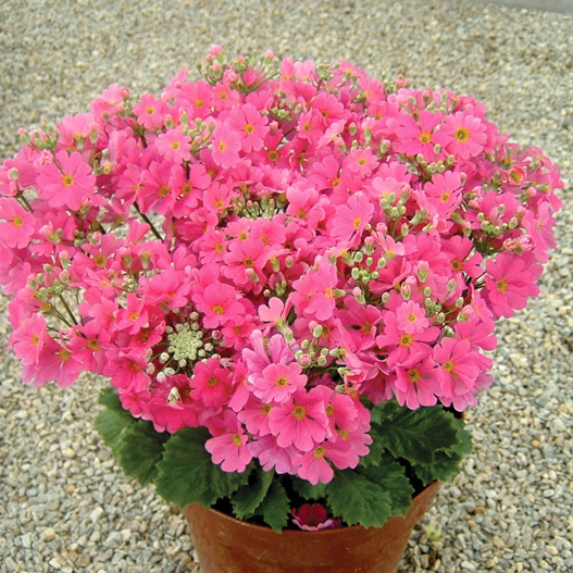 プリムラ マラコイデス ビューティ シリーズ